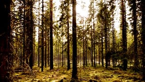 Træ til Energi: Skovdriftens restproduk&shy;ter er vigtige for den grønne omstilling