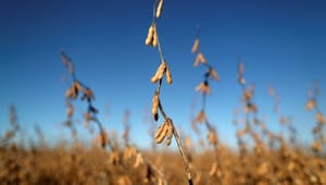 Frej: Dansk landbrug skal tage ansvar for sojaproduktionen i Sydamerika