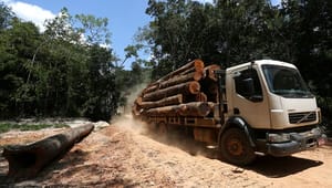 Forskere: Virksomheder skal selv sikre, at de ikke bidrager til skovrydning 