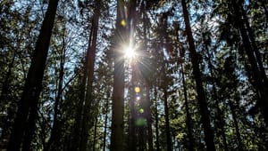 Aktører: Biomassekritikere kan ikke se fremtidsperspektivet for bare træer