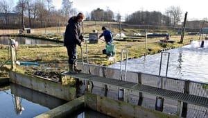 Dansk Akvakultur: Planlov bør sidestille akvakultur med husdyrproduktion 