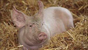 Dyrenes Beskyttelse til rasende erhvervsliv: Nye krav til grisetransporter er en sejr for dyrevelfærden