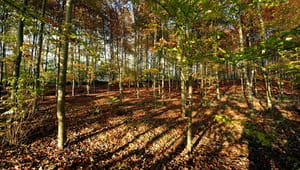 Partier bag finansloven lander aftale om urørt skov