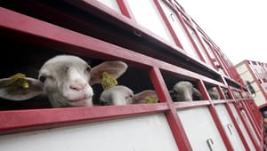 Europa-Parlamentet vil kulegrave lovbrud på dyretransporter