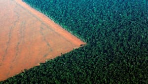 Verdens Skove: Bevarelse af skovene løser tre kriser på én gang 