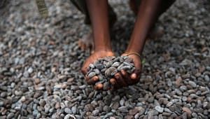 Fairtrade og Dansk Erhverv inden åbent samråd: Husk nuancerne i kampen mod fattigdom og børnearbejde 