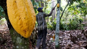 Kakaodirektør: Certificeringer er meningsløse papirøvelser