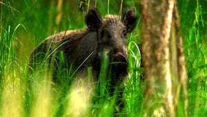 Intensiv jagt og vildsvinehegn: Lav risiko for afrikansk svinepest i Danmark