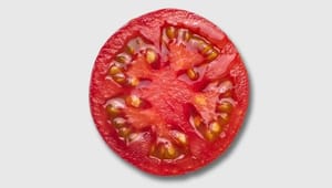 Diis-forsker: Hold politikerne fast på verdensmålene – med gamle tomater