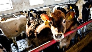 Forskere i husdyr: "Hvis kvægbruget skal have en fremtid i Danmark, skal der ske en markant reduktion i klimaaftrykket"