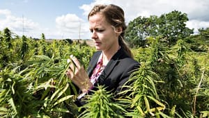Forsøgsordning med cannabis er ikke på regeringens prioriteringsliste i forhandlinger om satspuljepenge