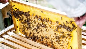 Mogens Jensen ønsker danske regler for mærkning af honning