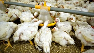 Ordførere kritiserer regeringen for nye dyrevelfærdsregler: "Skuffende” og "trist"