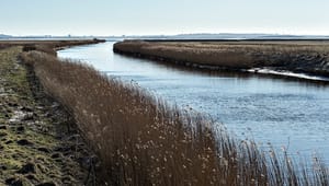 Danske Vandværker: Grundvandsparker er et afgørende værktøj i fremtidens klimatilpasning