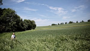Ekspert om lavbundsjord: Kan maksimalt tage 40.000 hektar ud på den korte bane