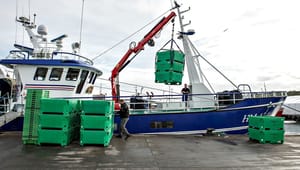 Brancheforening: Brug Danmarks Brexit-millioner til at styrke fiskerisektoren