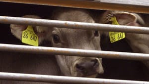 Dyrenes Beskyttelse: Al transport af levende dyr fra EU skal forbydes
