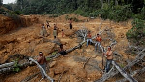 Verdens Skove: En ny folkelig udviklingspolitisk strategi skal have et grønt hjerte