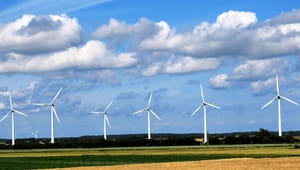 Flagermus har bremset kæmpe vindmølleprojekt: Nu vil kommuner have ministeren på banen