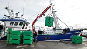 Fiskeriforening og Dansk Akvakultur: Hjemtag EU-midler til på grøn omstilling af fiskeriet