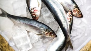 Fiskere efter aftale for norsk farvand: Vi mister vigtige kvoter