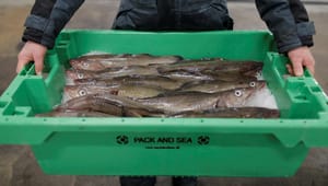 Frie Grønne: Ny politisk aftale svigter det skånsomme kystfiskeri og naturen i havet
