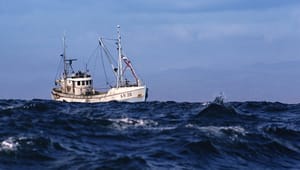Grøn kritik af DN’s fiskeriaftale tager til i styrke: ”Det er ikke en god aftale”