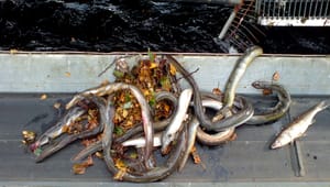 Naturfredningsforeningen: Forbyd fritidsfiskeri efter ål 