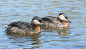 Biologer: Danmark lever ikke op til EU-regler om marine fuglebeskyttelsesområder