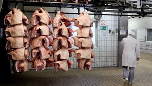 Momentum: Nedlukning af den danske kødindustri er det eneste ansvarlige  