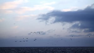 Marinbiolog: Jagt og fiskeri udgør en større trussel for havfugle end vindmøller