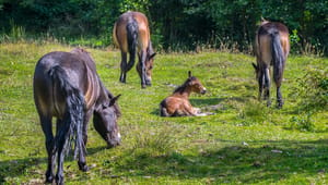 Vildhestene på Mols er blandt de heldigste heste i Danmark