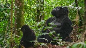 WWF: Regeringen skal kæmpe for den grønne førertrøje i de globale biodiversitetsforhandlinger