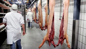 Svineslagterier: Debatten om kød er alt for konfrontatorisk