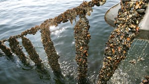 Dansk Akvakultur: Der mangler fokus på bæredygtige fødevarer i havplanen