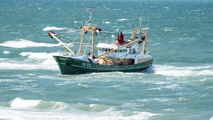 R og RU til regeringen: Forbyd bomtrawl og begræns trawlfiskeri i både Danmark og EU 