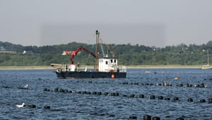 Danmarks Fiskeriforening: Limfjordens muslingefiskere har intet med kvotekonger at gøre