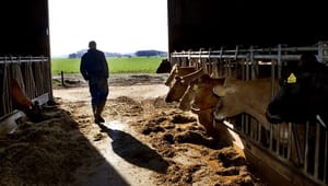Seniorrådgiver om EU's nye landbrugsreform: Derfor kan danske landmænd blive ramt hårdere