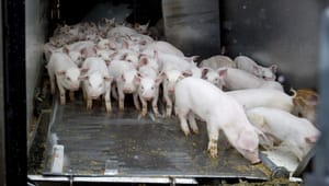 Brancheorganisation: Kontrolgebyrer og overimplementering spænder ben for svineeksporten