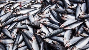 Brexit og corona har ført til historiske omvæltninger for dansk fiskeindustri