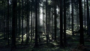 HedeDanmark: Danske skove er en glemt CO2-gevinst
