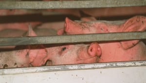 Dyrenes Beskyttelse til grisetransportører: I overtræder reglerne for dyretransport. Derfor må I også selv betale kontrolgebyr