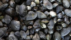 Dansk Akvakultur til Danmarks Naturfredningsforening: Muslingeopdræt giver grønne fødevarer og skaber arbejdspladser