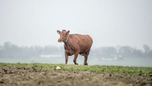 Økologisk Landsforening midt i landbrugsforhandlinger: Dyr og natur betaler prisen for ensidigt fokus på klima