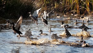 Ornitologisk Forening: "Jagt” på udsatte gråænder har ikke noget med jagt at gøre 