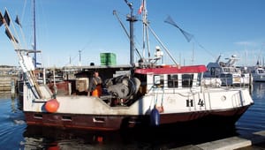 Skånsomt Kystfiskeri om lave torskekvoter: Vi har akut brug for en handlingsplan for fiskeriet i Østersøen