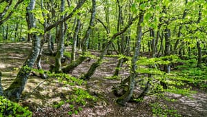 Verdens Skove: Begræns træ til energiforsyning og gør plads til urørt skov