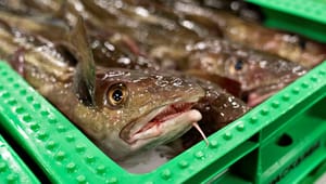 Maria Gjerding: Stop al fiskeri efter torsk i Østersøen