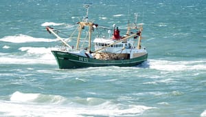 EU foreslår markant reduktion af torskekvoten i Østersøen: Her er forklaringen