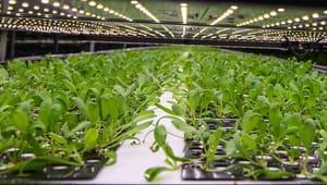NNF og Tænketanken Frej: Plantebaserede fødevarer kan blive Danmarks næste store eksporteventyr